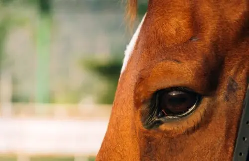 uveite-cheval-traitement-symptomes-causes