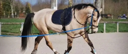 Longer-un-cheval-exercices-débutants