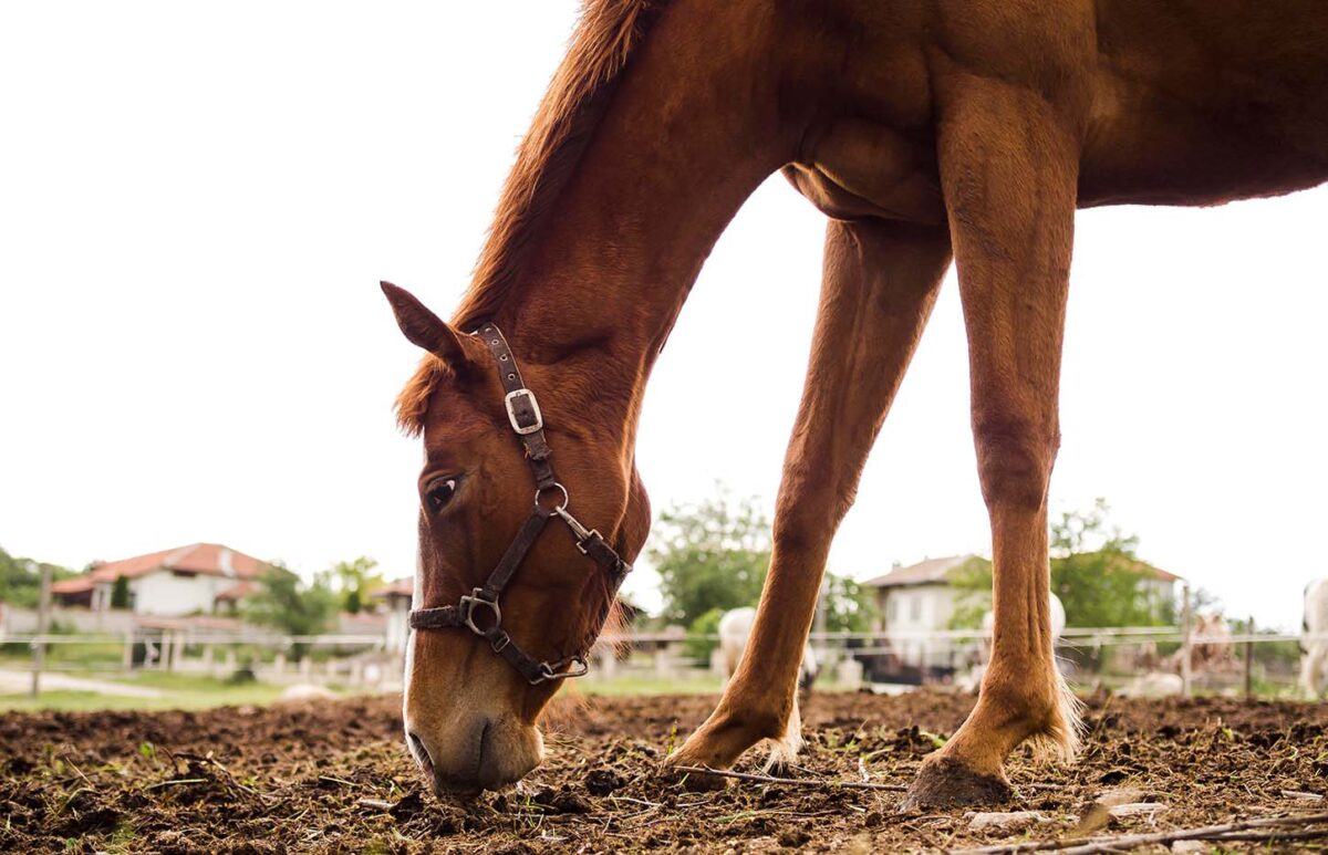 abces-pied-que-faire