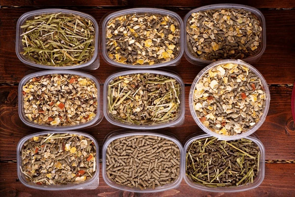 alimentation-cheval-senior-dents-usées