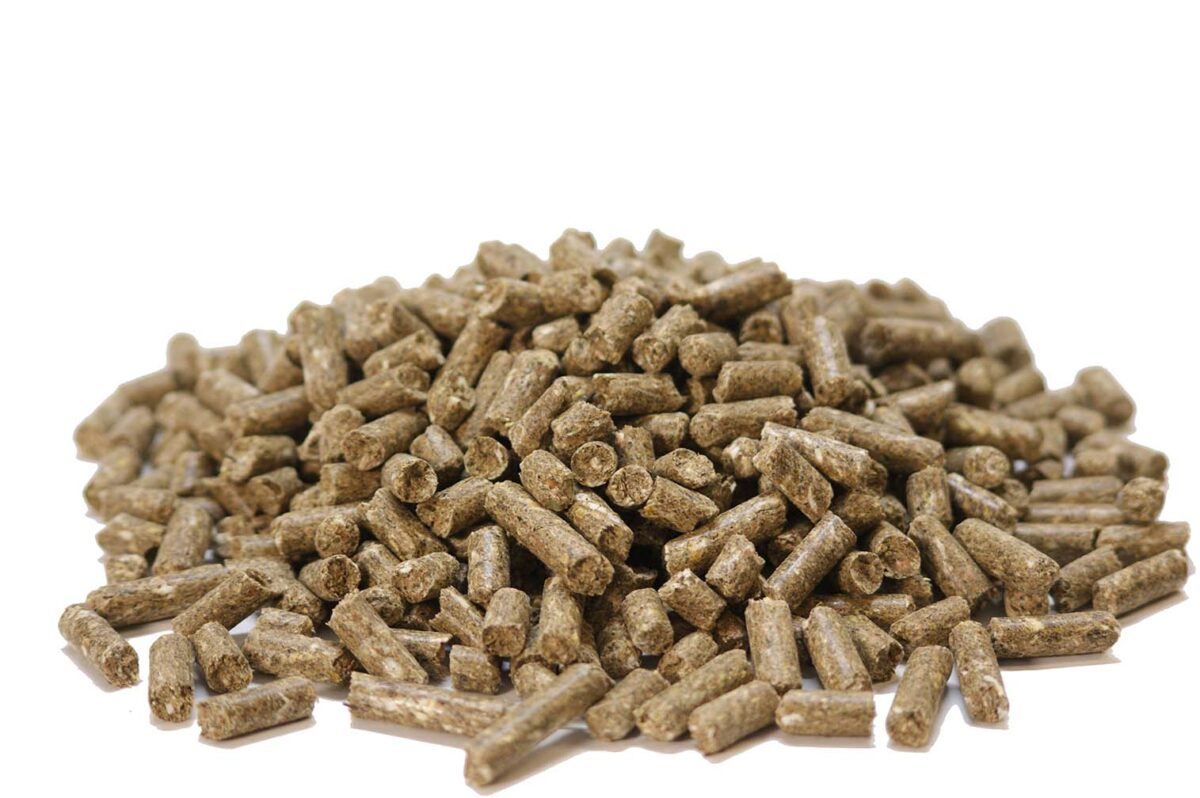 alimentation-cheval-senior-dents-usées