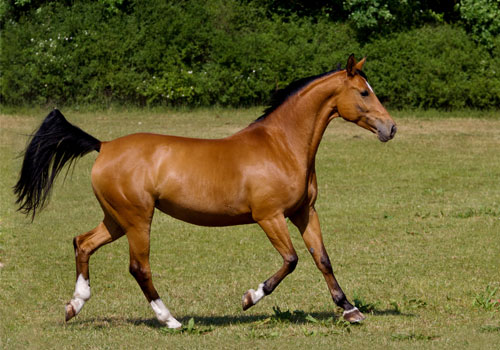 arthrose-cheval-que-faire