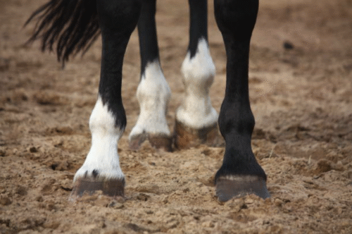 arthrose-cheval-traitement-symptomes-causes