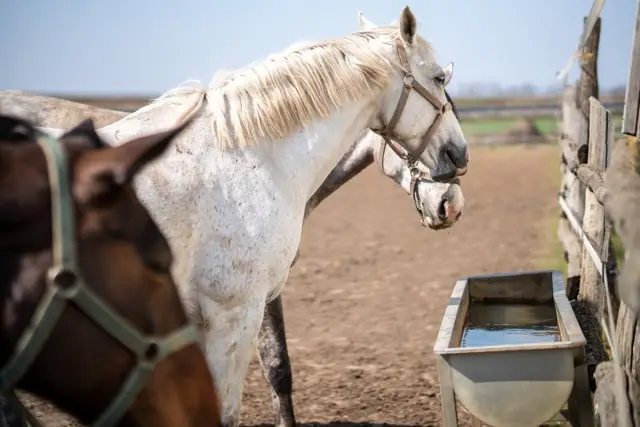 colique-cheval-que-faire - Moyenne