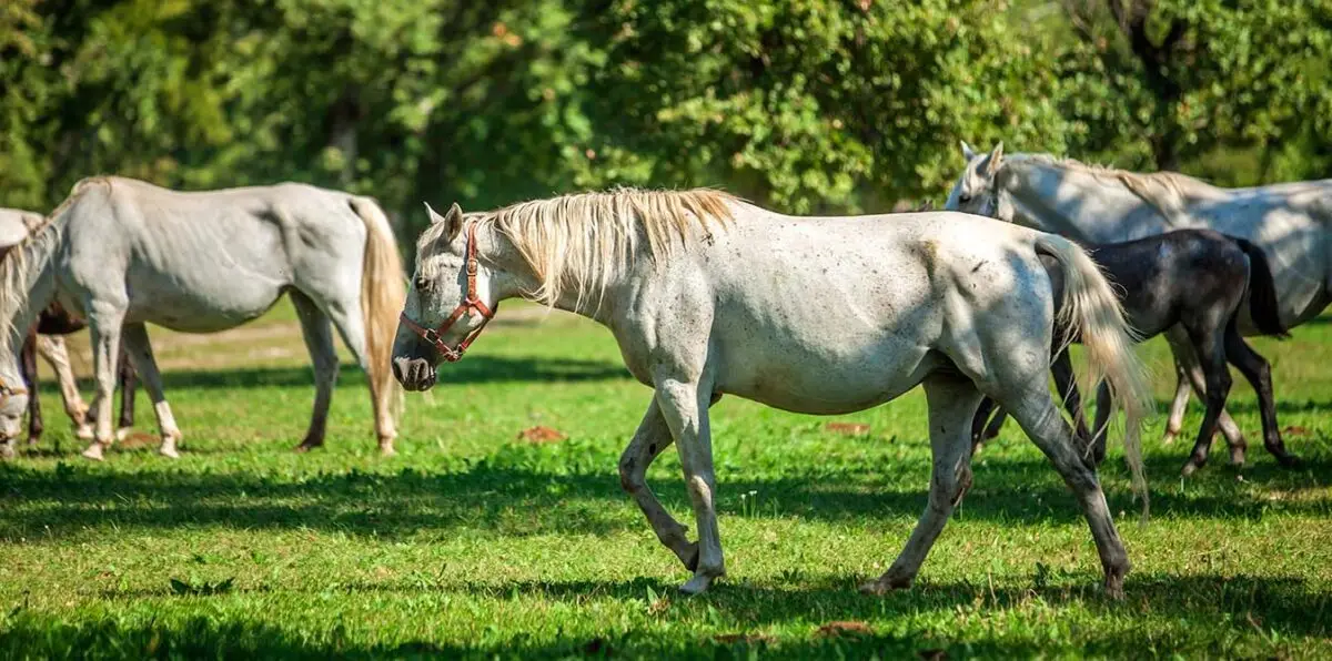 comment-faire-grossir-un-cheval-rapidement