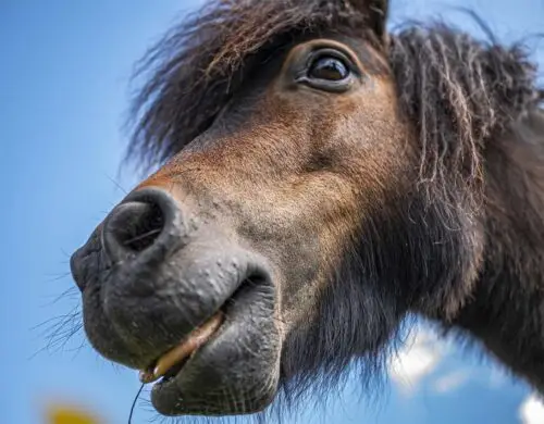 cushing-cheval-traitement-symptomes-alimentation