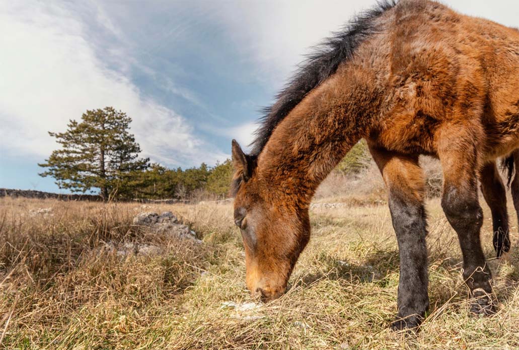 cushing-cheval-traitement-symptomes-causes