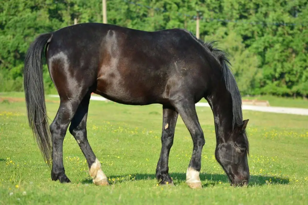 diarrhee-cheval-traitement-naturel