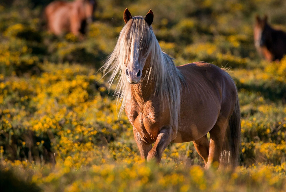 fourbure-cheval-causes-alimentation