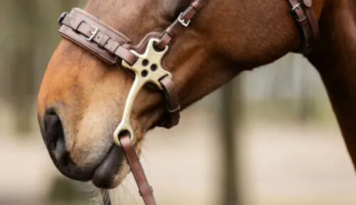 hackamore-pour-quel-cheval