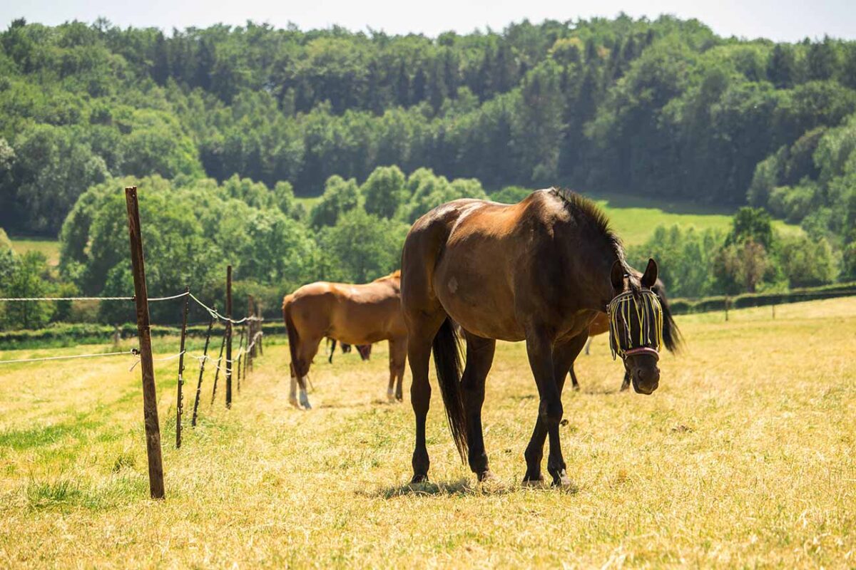 leptospirose-cheval-symptomes-causes-contagion