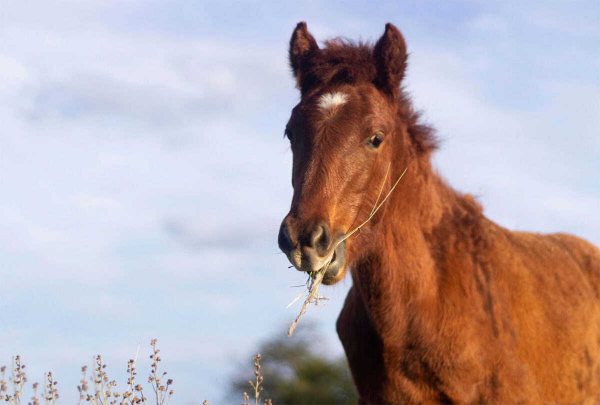 lyme-cheval-symptomes-pronostic-soin