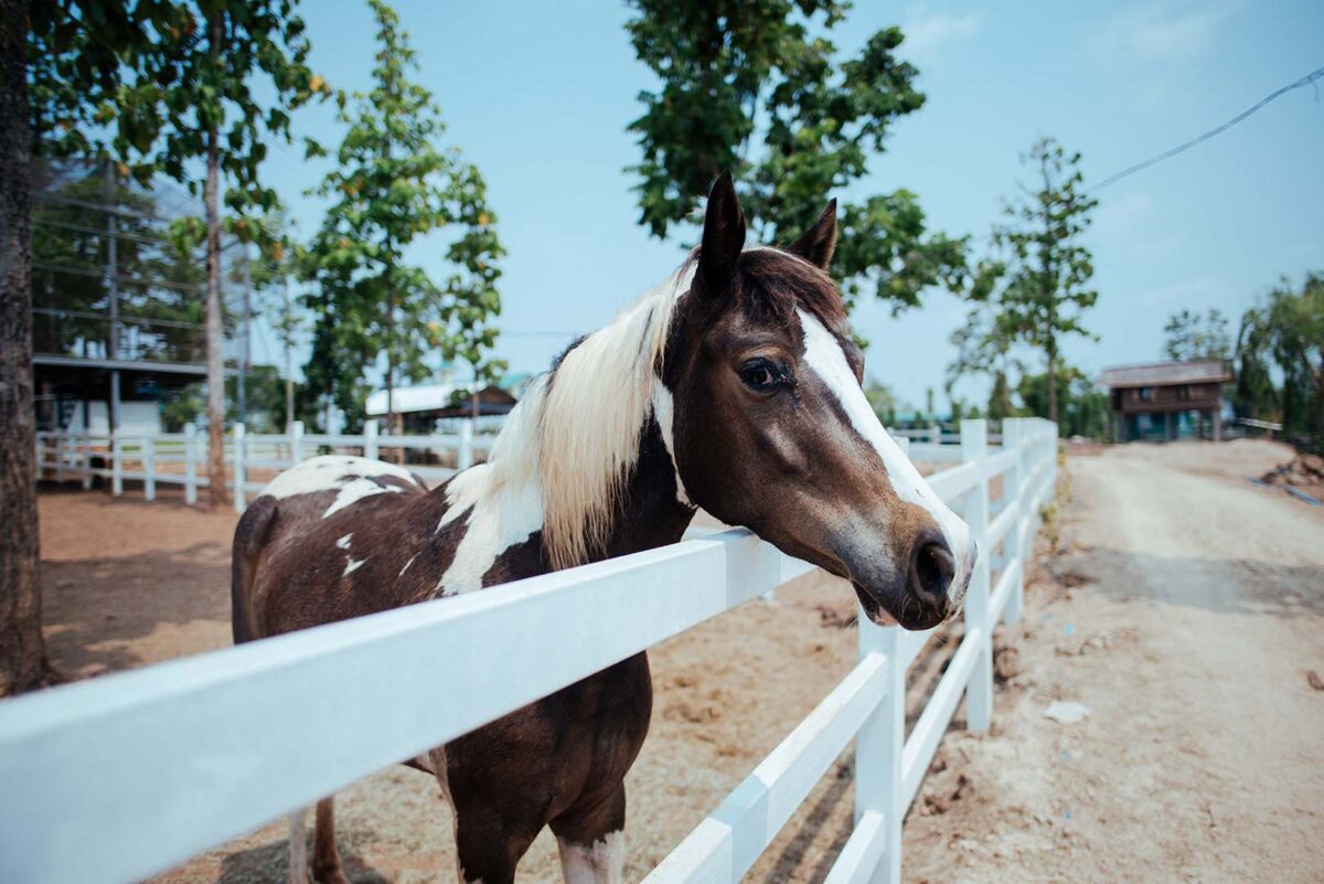 quelle-huile-pour-faire-grossir-un-cheval