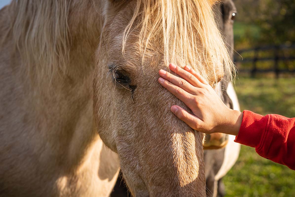 quelle-huile-pour-faire-grossir-un-cheval