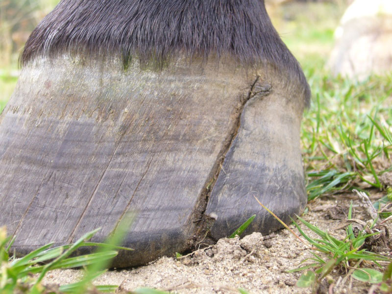 seime-cheval-symptomes-boiterie