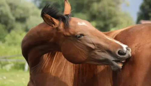 teigne-cheval-symptomes-traitement-cause