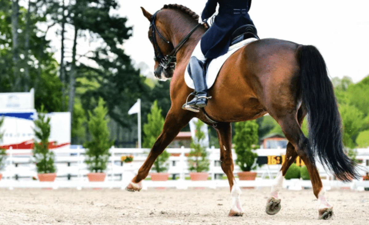 tendinite-cheval-duree-symptomes-anterieur