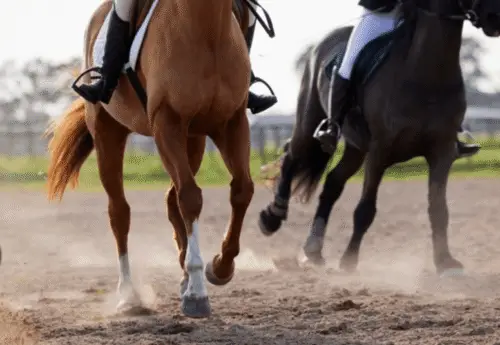 tendinite-cheval-duree-symptomes-traitement