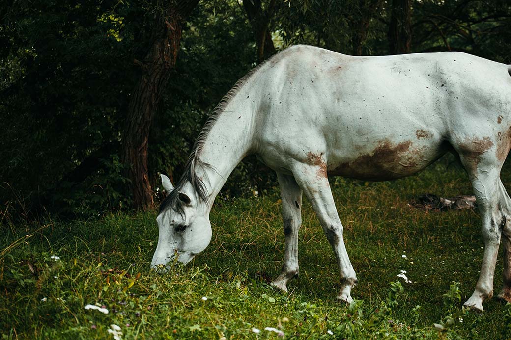 vermifugation-cheval-quel-vermifuge-pour-quelle-saison