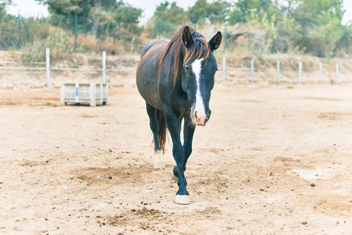 abces-pied-cheval-traitement