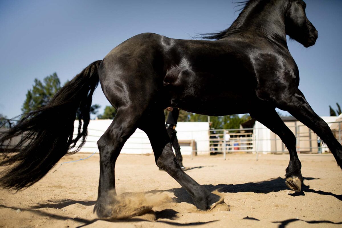 abces-pied-cheval-traitement