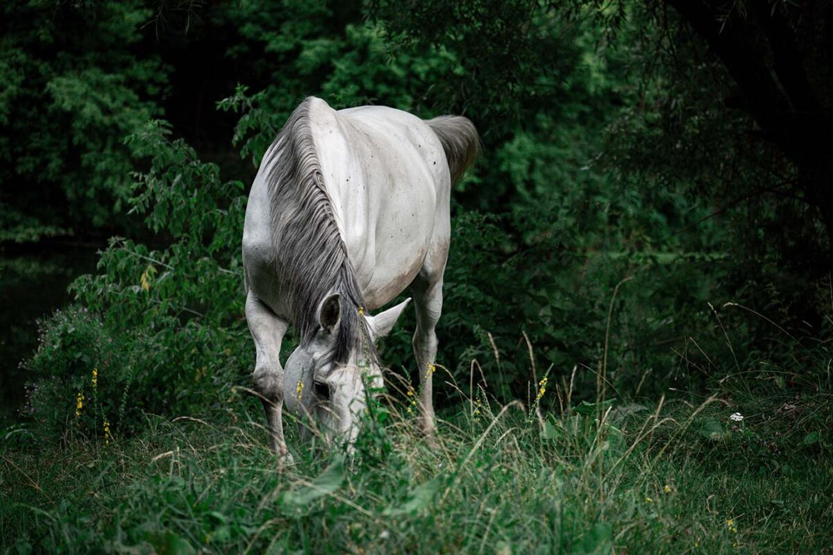 comment-faire-grossir-un-cheval-rapidement