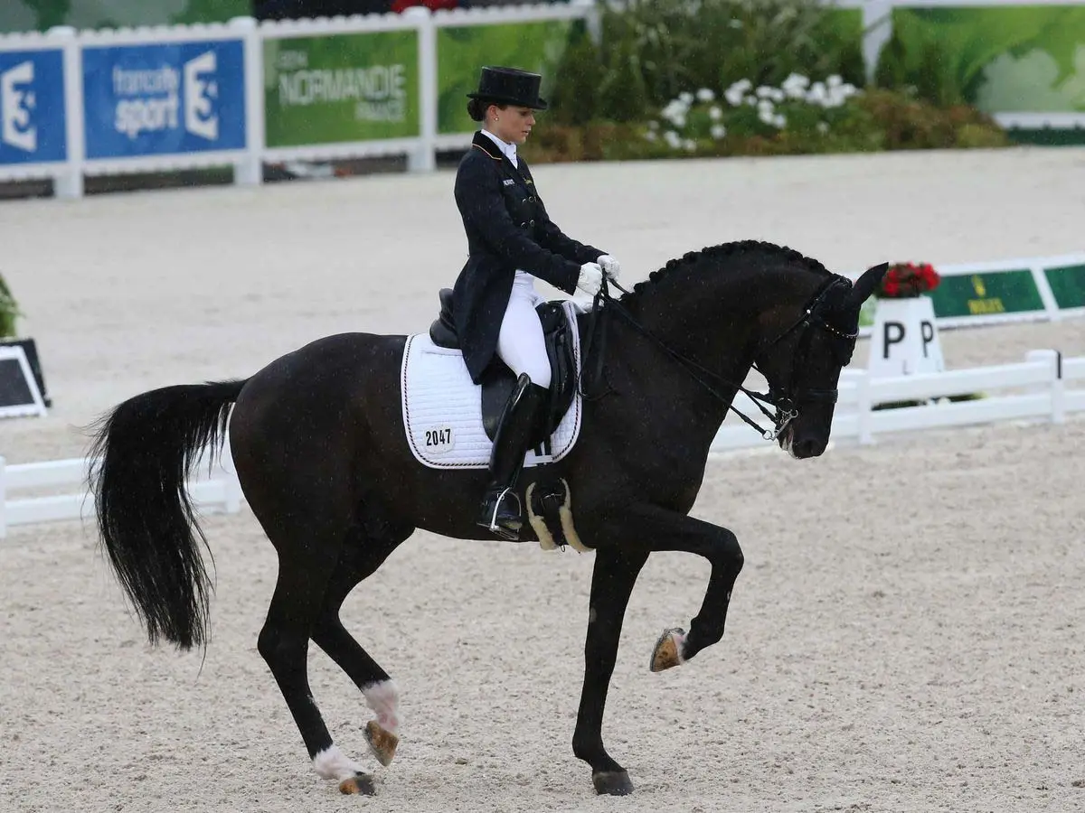 dressage-discipline-cheval