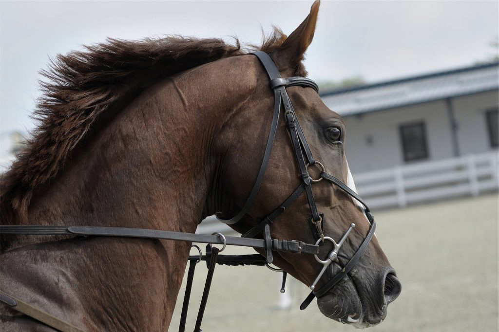 mors-jeune-cheval