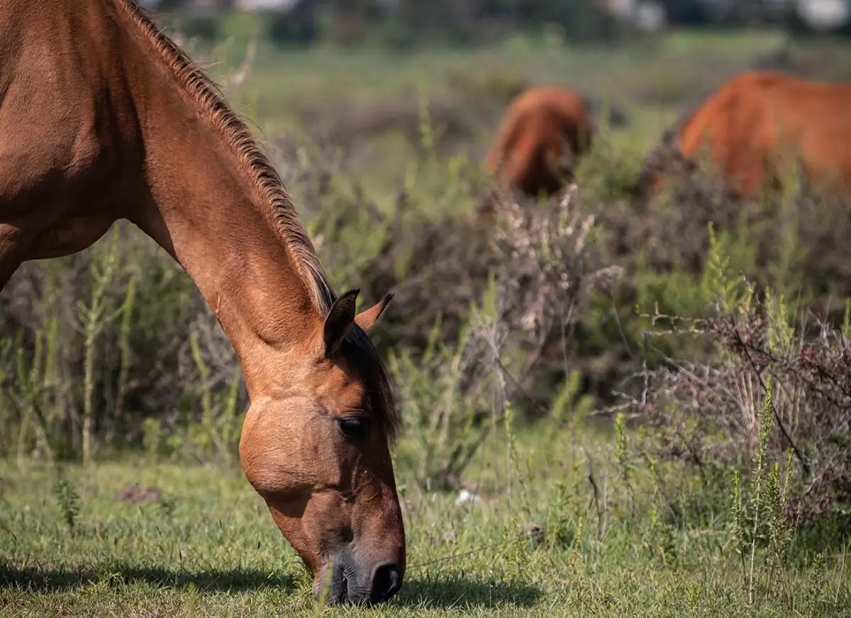 quelle-huile-pour-faire-grossir-un-cheval