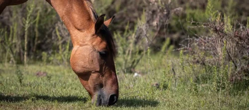 quelle-huile-pour-faire-grossir-un-cheval