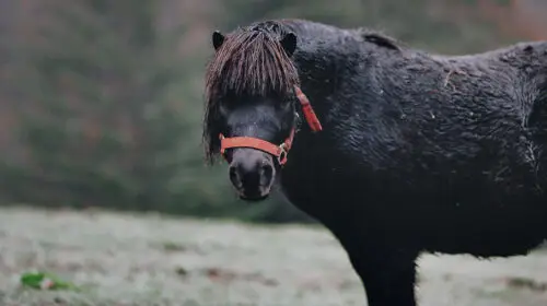 comment-faire-maigrir-cheval-erreurs-courantes