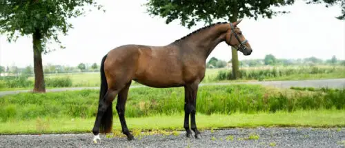 KWPN-cheval-origine-prix-taille