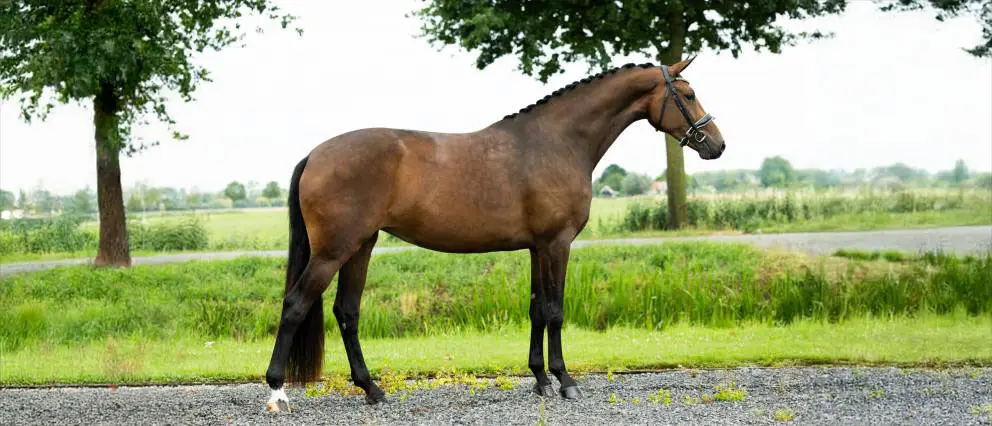 KWPN-cheval-origine-prix-taille