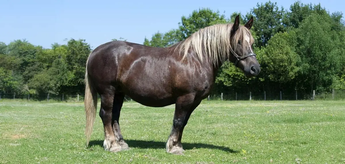 breton-cheval-origine-prix-taille