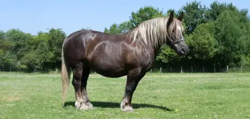 breton-cheval-origine-prix-taille