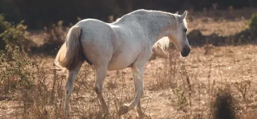 cheval-camargue-origine-prix-taille