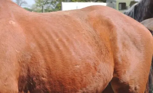 cheval-maigre-quel-grain-choisir
