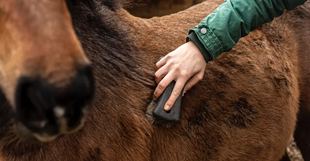 pansage-complet-etapes