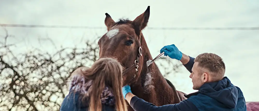 pharmacie-cheval-indispensables-trousse-soins