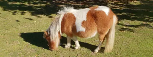 poney-nain-origine-prix-taille