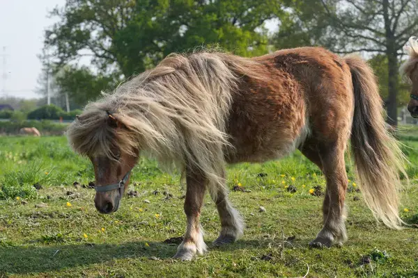 annonces-poney-a-vendre-ou-a-donner