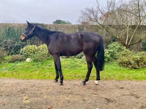 aqps-cheval-origine-prix-taille