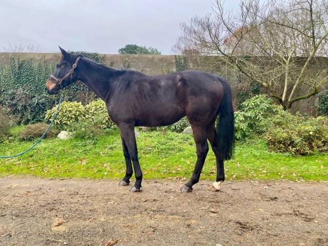 aqps-cheval-origine-prix-taille