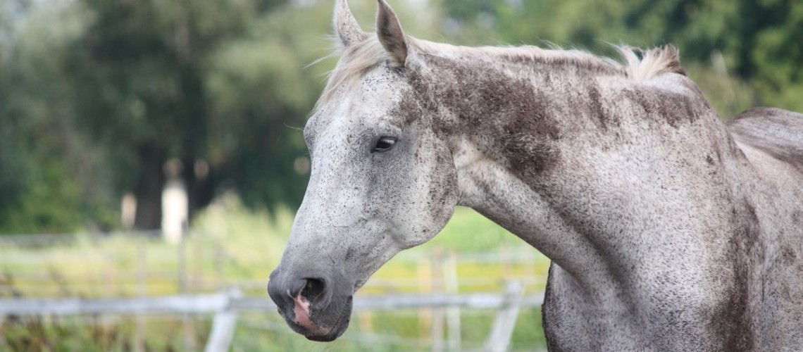 Quelles sont les caractéristiques du cheval barbe ?