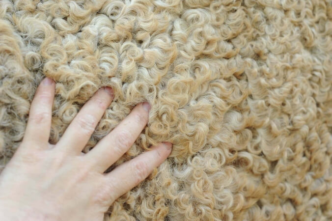 combien coûte un cheval à poil frisé ?