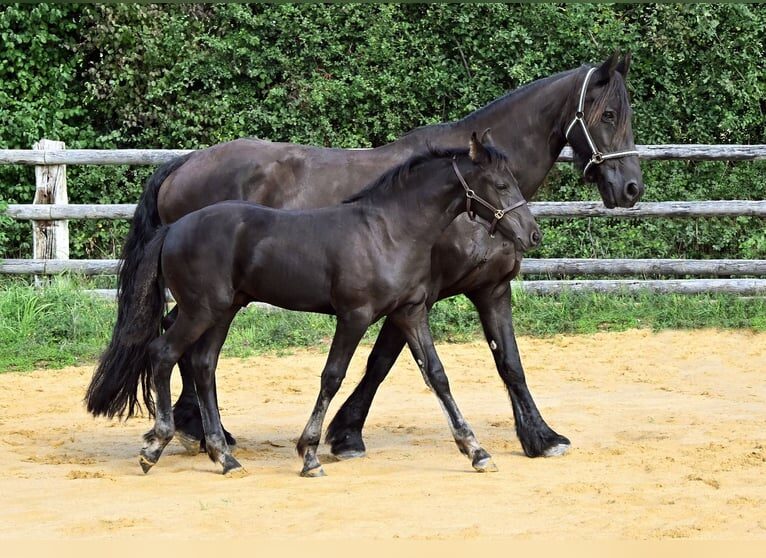 cheval-arabo-frison-prix-elevage-cso-caractere