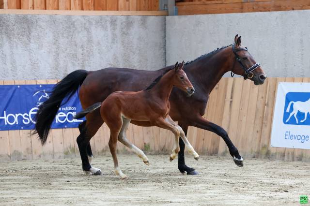cheval-autre-que-pur-sang-caractere-caracteristiques-description