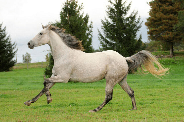 cheval-barbe-origine-prix-taille