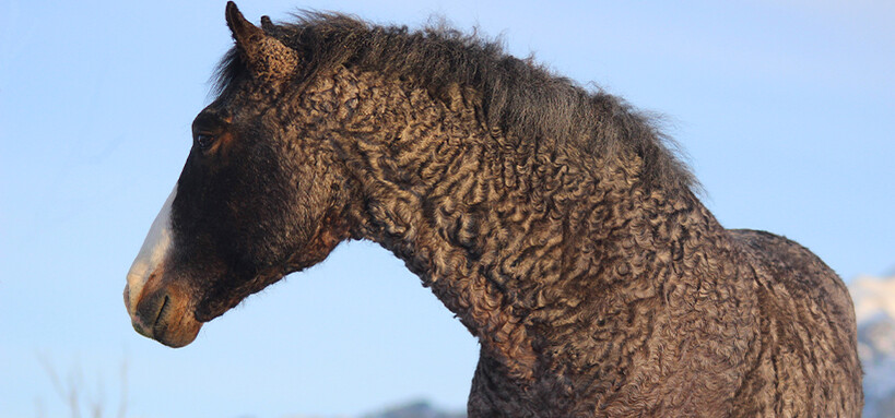 Quel est le caractère d'un cheval curly ?
