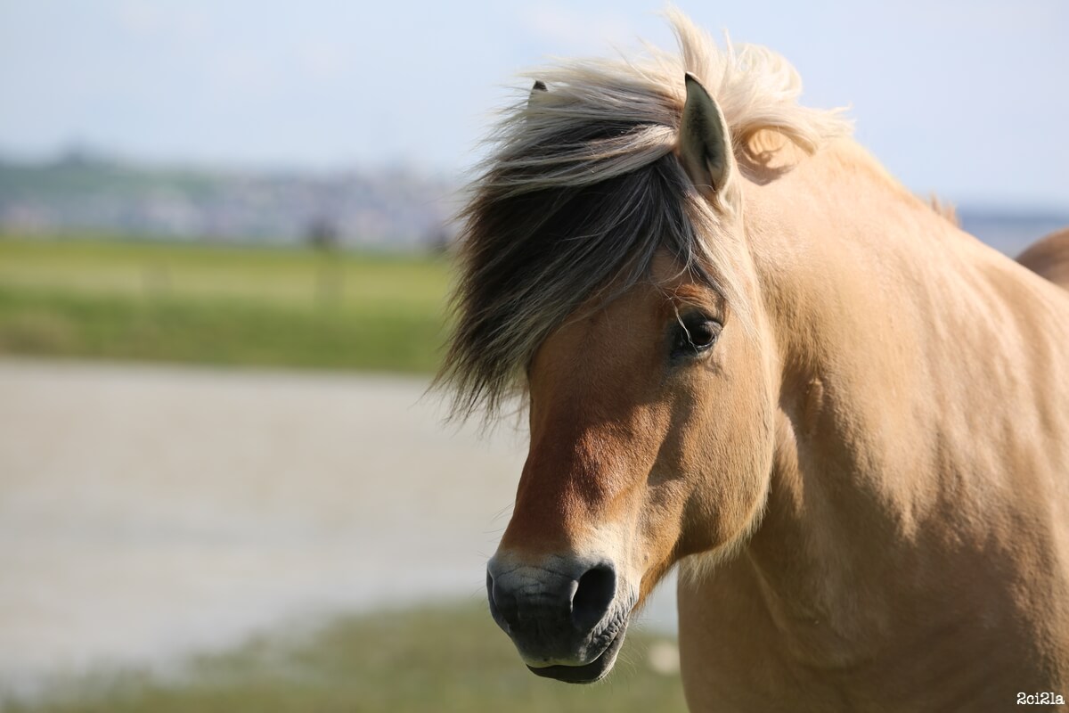 combien coûte un cheval henson ?